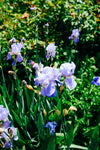 soft purple irises in a garden