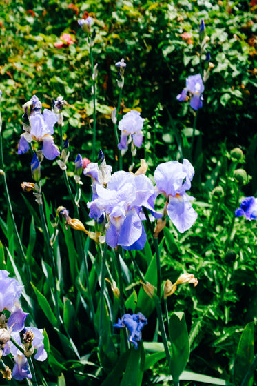 soft purple irises in a garden