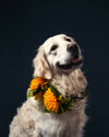 soft retriever dog with flowers
