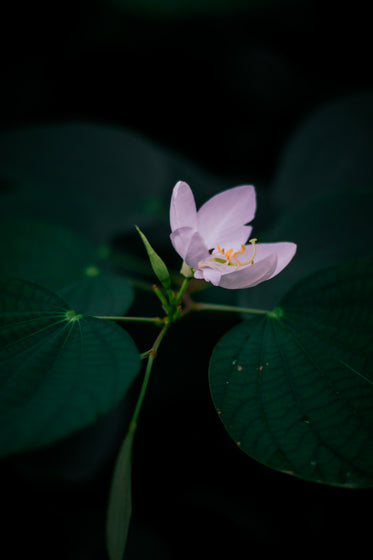 soft small pink flower with green foliage around it