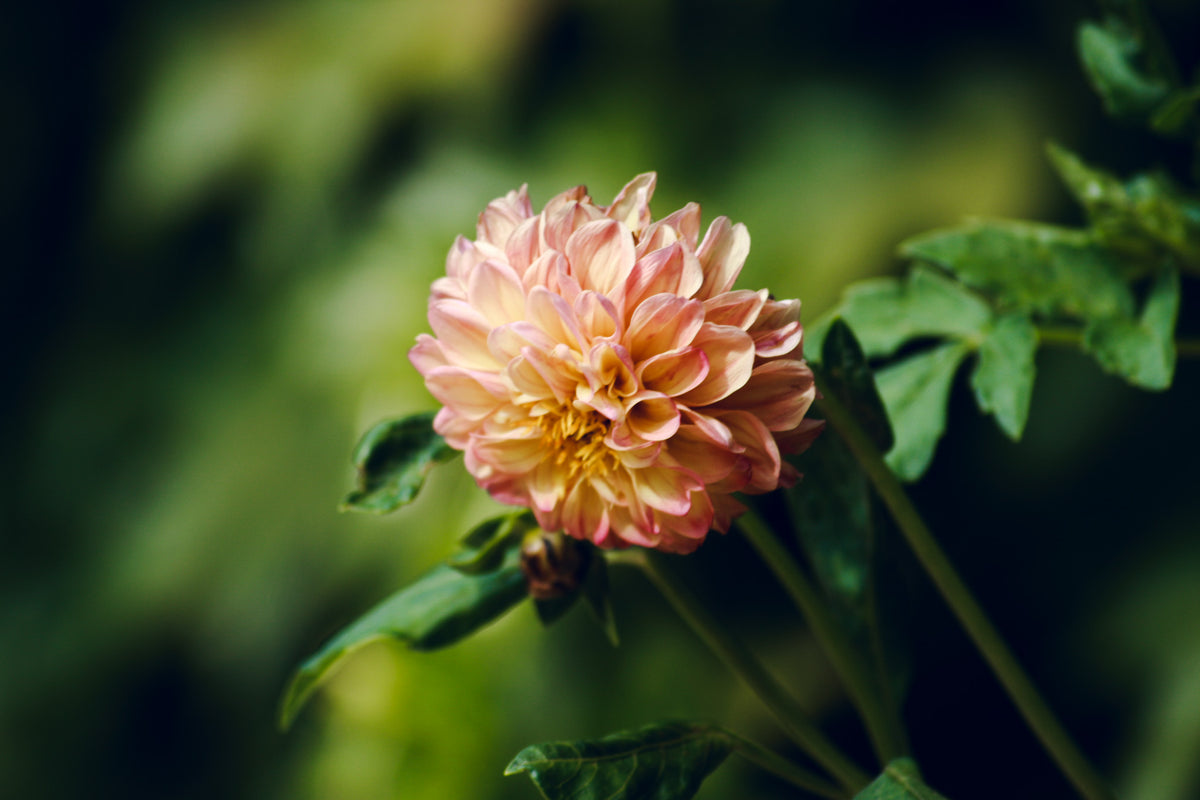 soft yellow and pink dahlia in a green garden