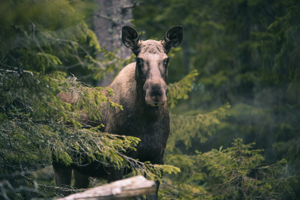 solitary moose in the forest