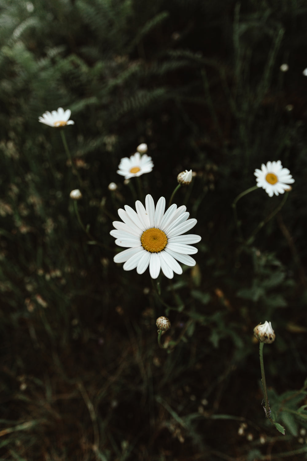 some beautiful wild daisies