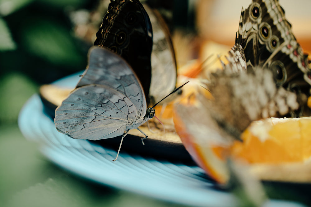 some butterflies share a feast together