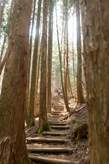 some logs create wooden steps between tall trees