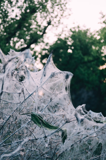 some tree branches full of cobwebs