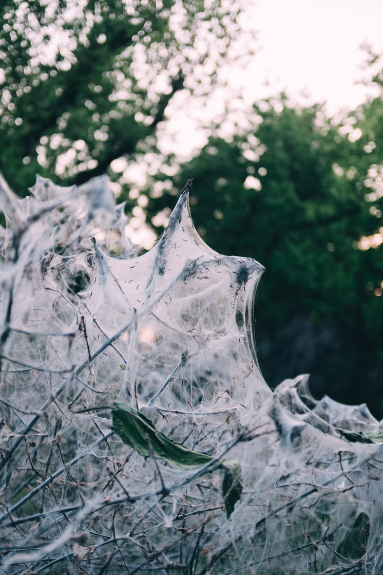 Some Tree Branches Full Of Cobwebs