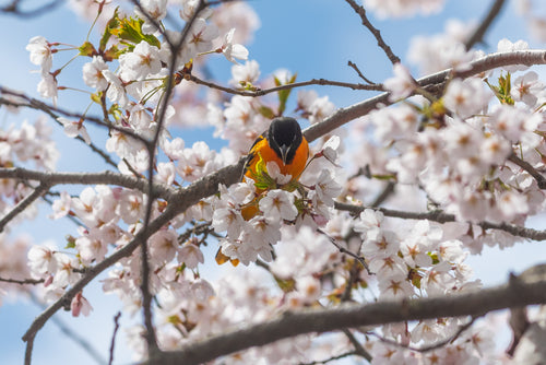 pássaro entre as flores de cerejeira