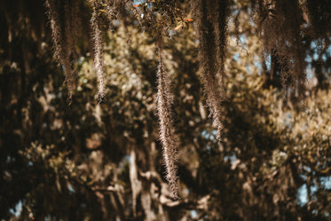 spanish moss hanging from a tree limb