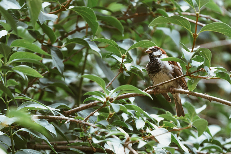 Sparrow In Tree