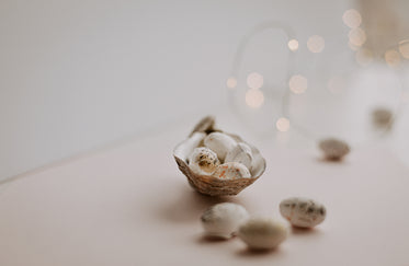 speckled bird eggs in a seashell