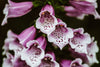 speckled purple bell flower
