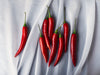spicy  red chili peppers