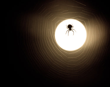 spider and web moonlight silhouette