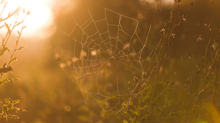 spider-web.jpg?width=746&format=pjpg&exi