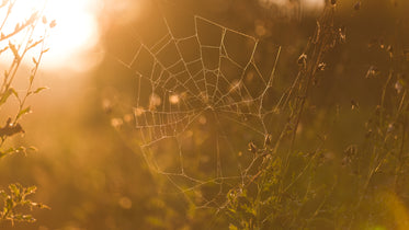 Picture of Spider Web — Free Stock Photo