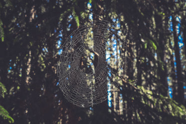 spiders web in forest light