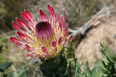 spikey pink tropical flower blooms