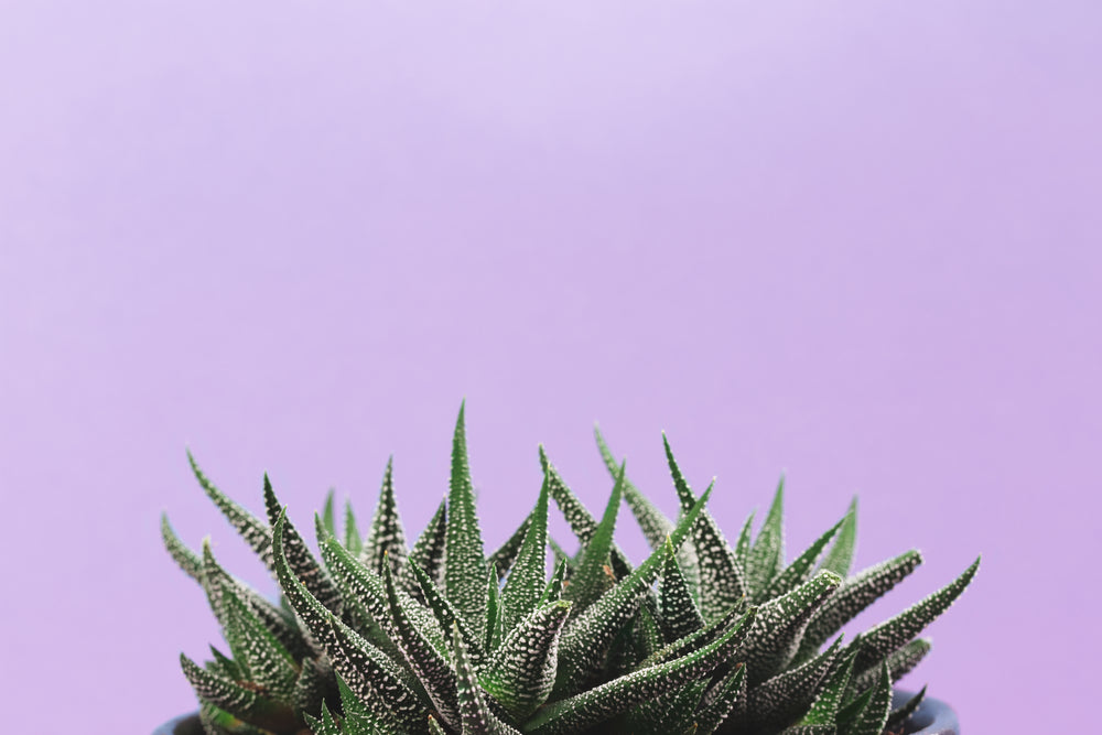 spikey plant on lavender background