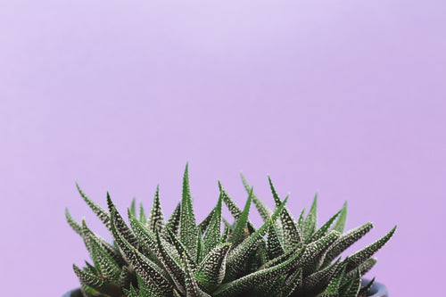 spikey plant on lavender background