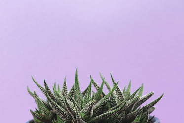 Free Spikey Plant On Lavender Background Photo — High Res Pictures