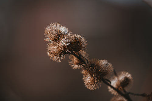 spiky brown flowers