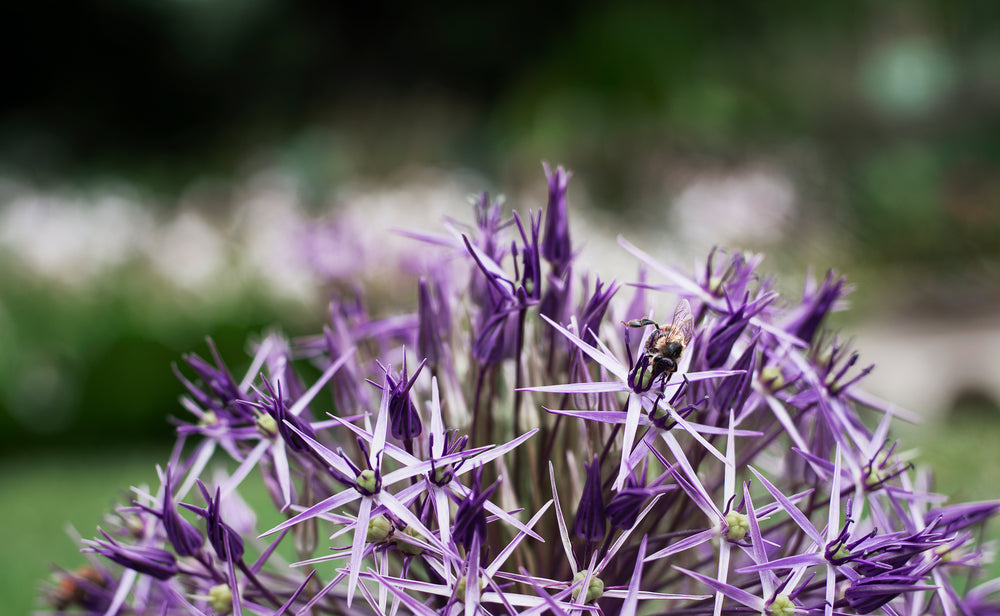 spiky flower with bee