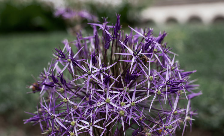 Spiky Purple Flower Ball