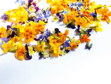 sporadic flower petals on white