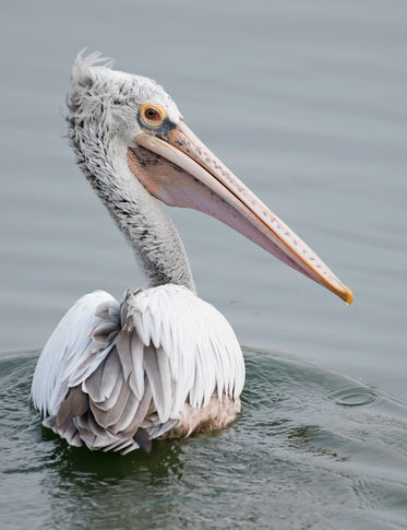 spot-billed pelican in water