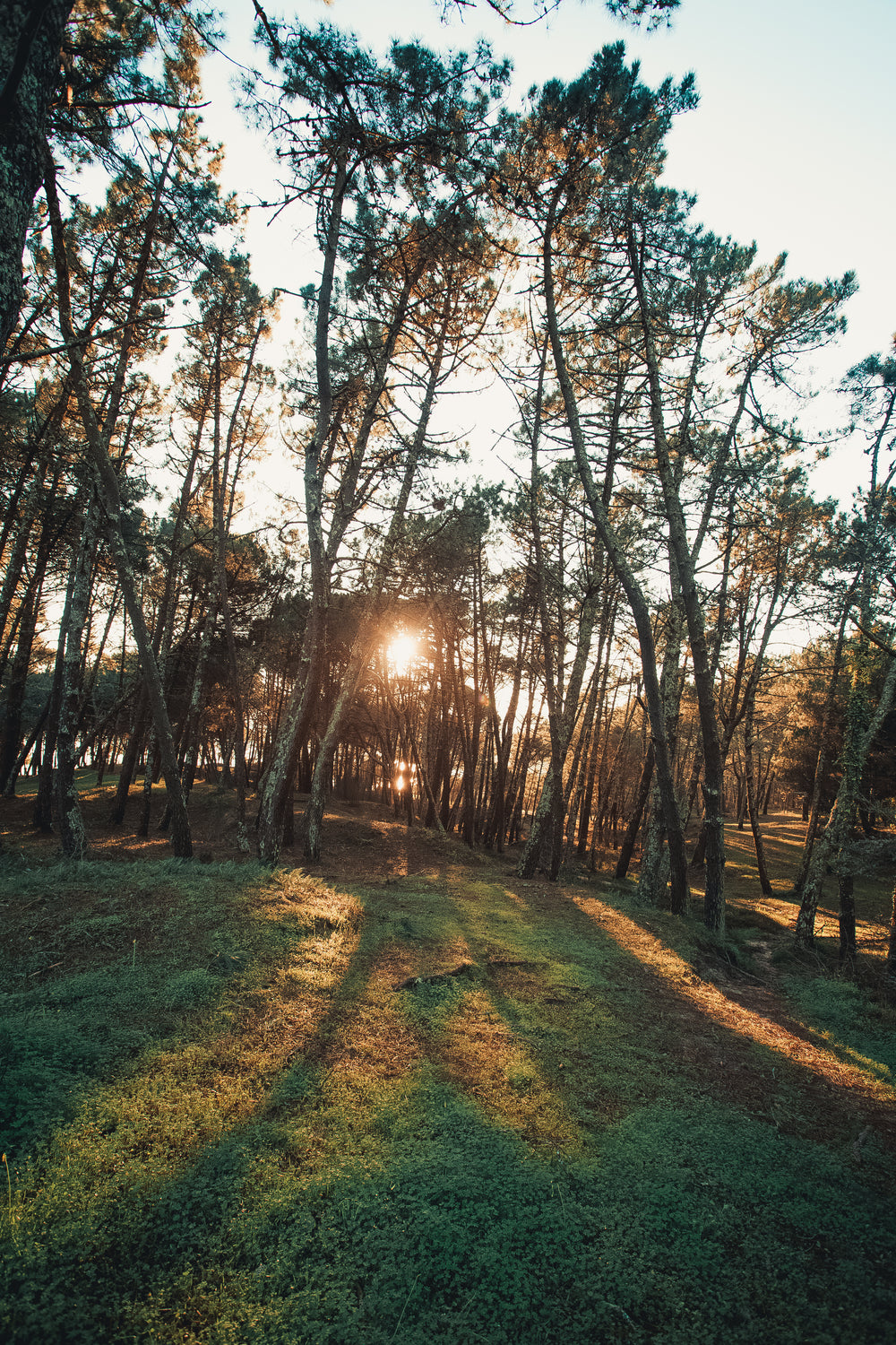 spotlight shines through the trees