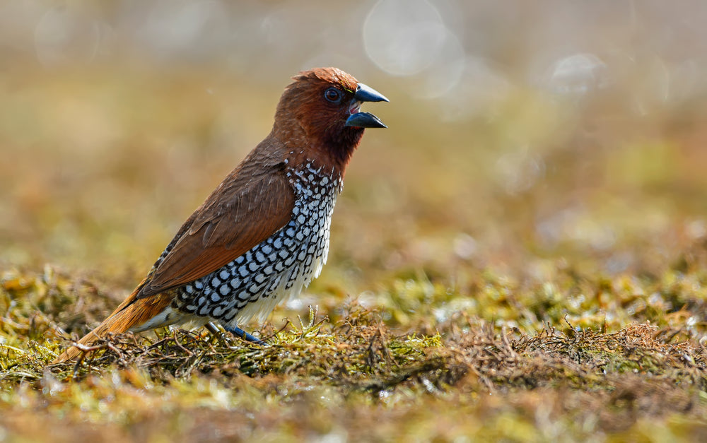 spotted bird hops across mossy ground