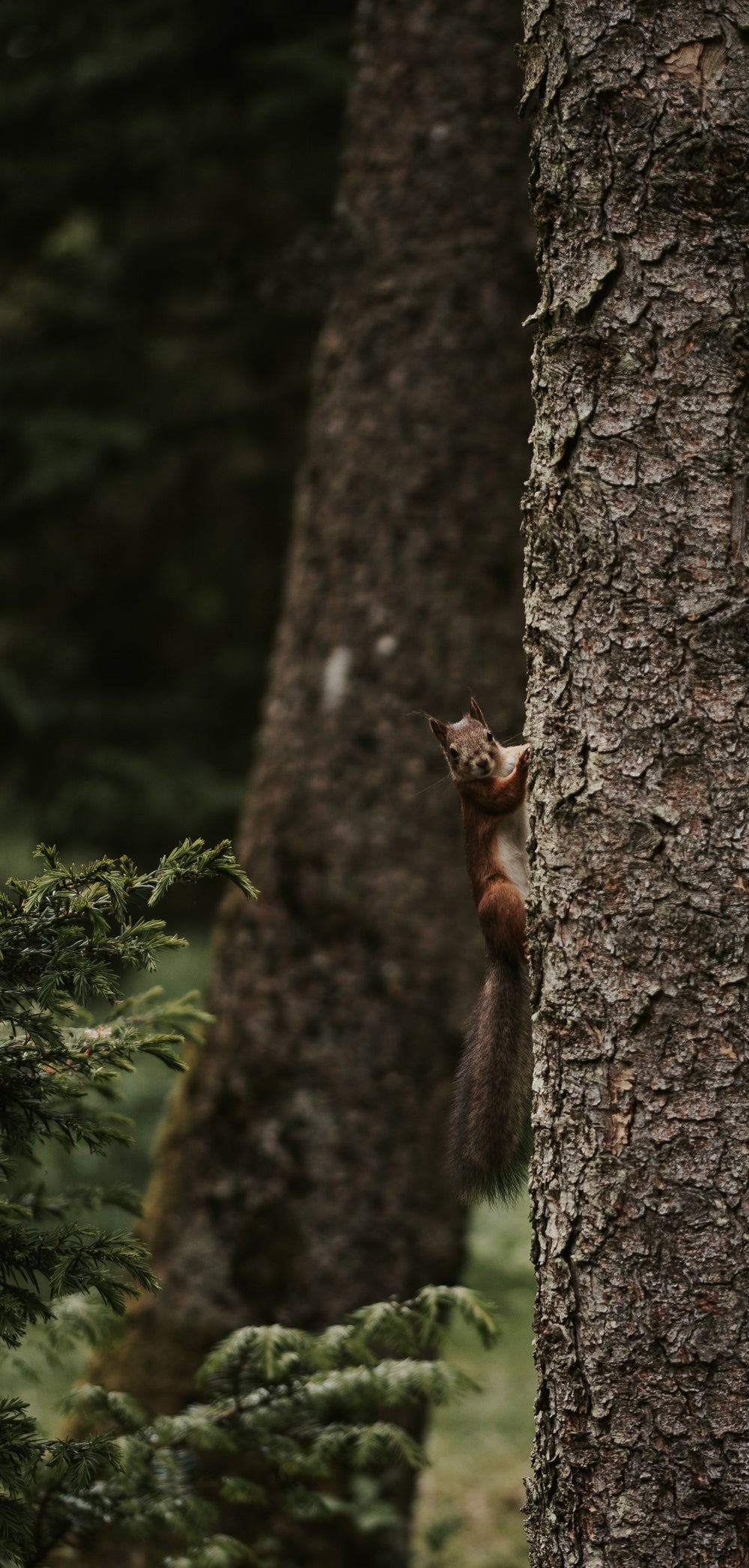 spotted by a nearby squirrel