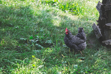 spotted hen in grass