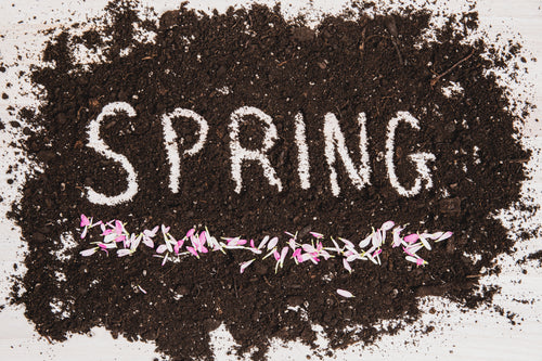 spring in dirt with flower pedals