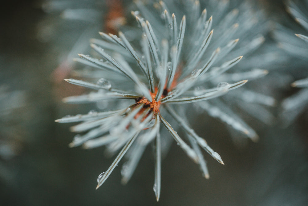 spruce tips covered in newly fallen rain