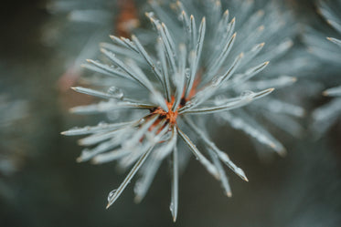 spruce tips covered in newly fallen rain