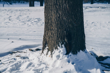 squirrel climbing tree trunk in snow