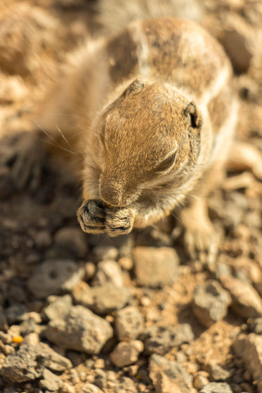 squirrel eating seeds on rocky ground