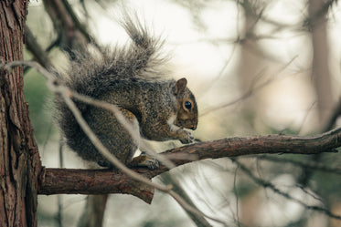 squirrel in tree eating