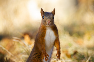 squirrel poses for a close up