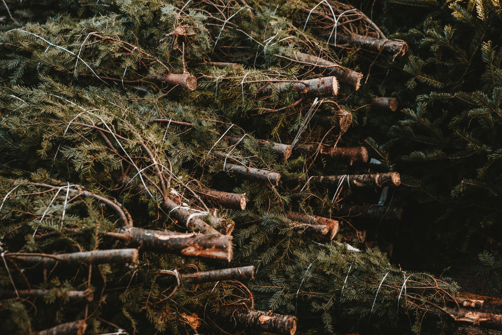 stack of freshly cut and tied pine trees