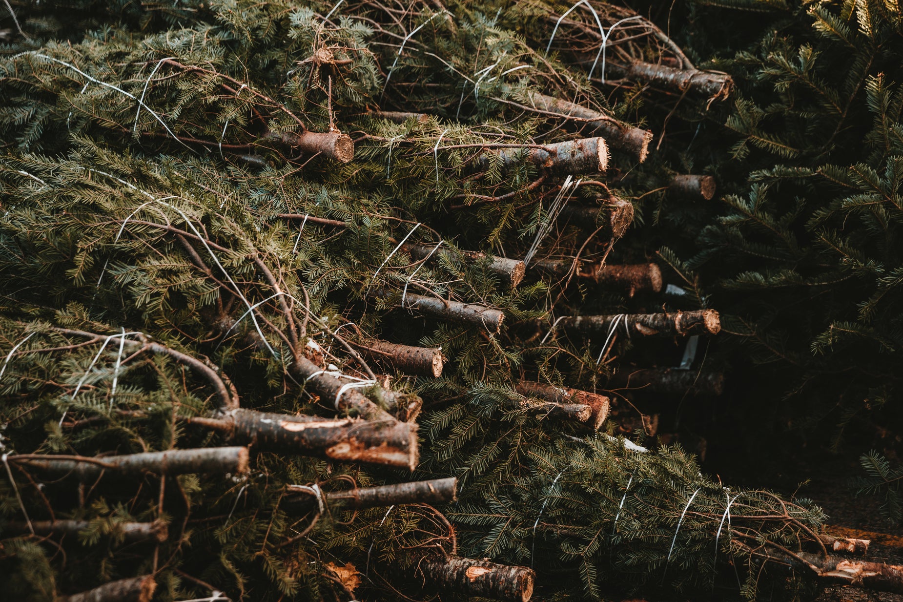 Up Stack Tree Browse Free HD Images of Stack Of Freshly Cut And Tied Pine Trees