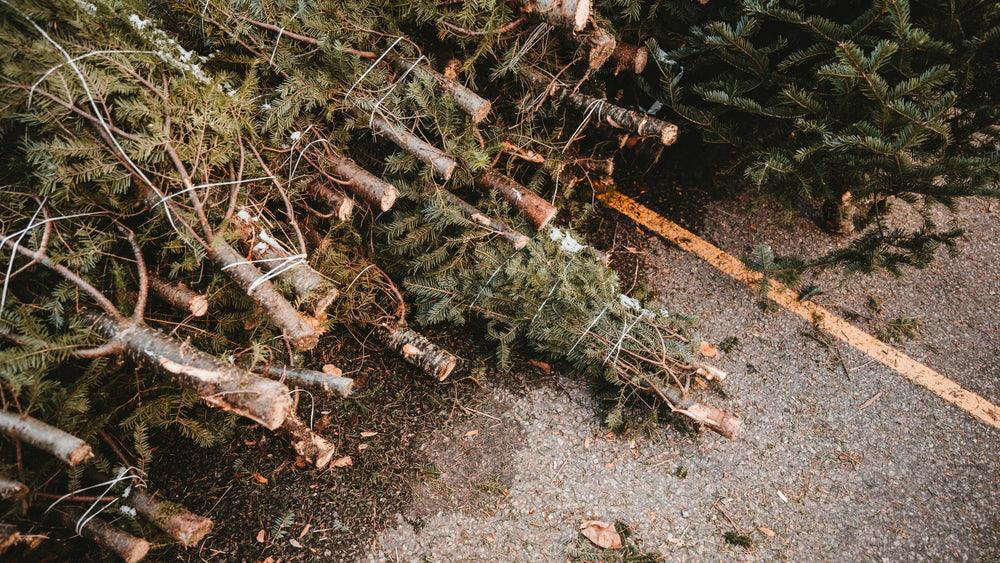 stack of freshly cut pine trees