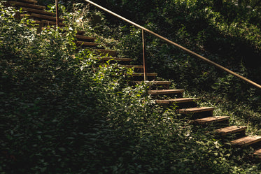 stairs in vines