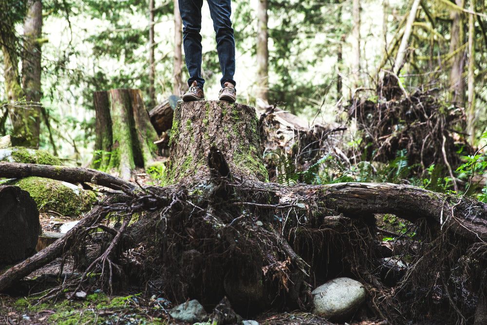 standing on top of tree trunk