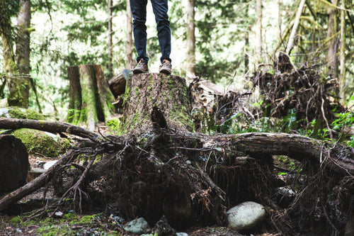standing on top of tree trunk