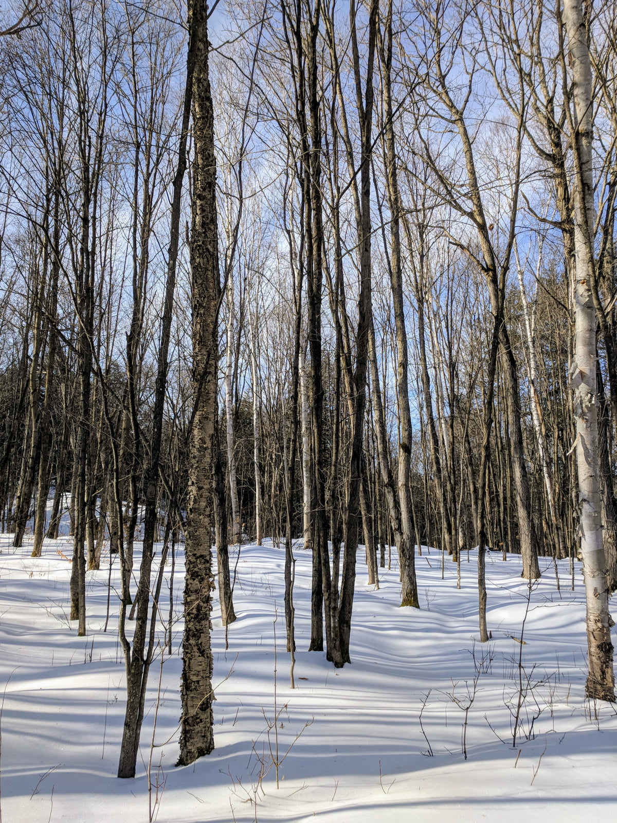 stark bare trees in winter forest