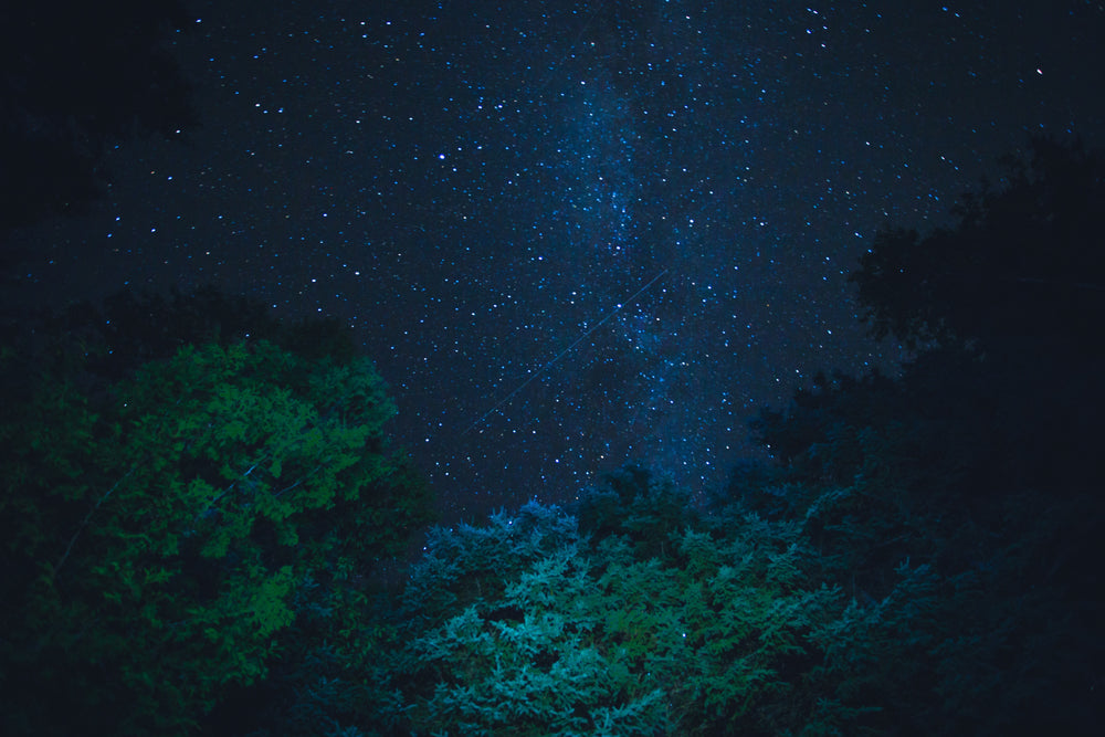 starry night sky from below trees