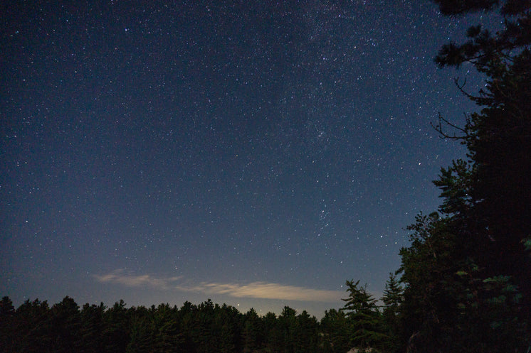 Starry Night Sky Over Forest